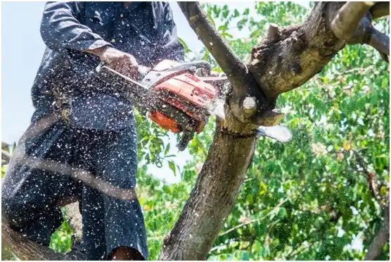 tree services Ridge Spring